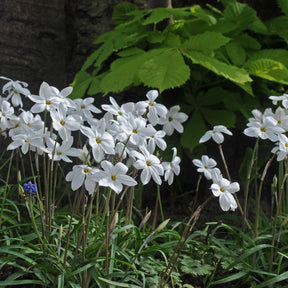 Ipheion uniflorum Alberto Castillo