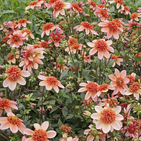 Dahlia Totally Tangerine