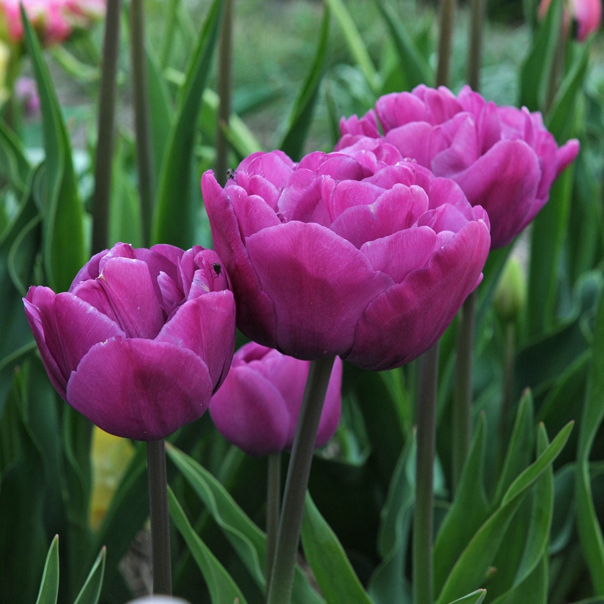 Backpacker - Tulips - Fluwel