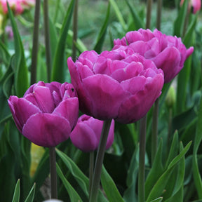 Backpacker - Tulips - Fluwel