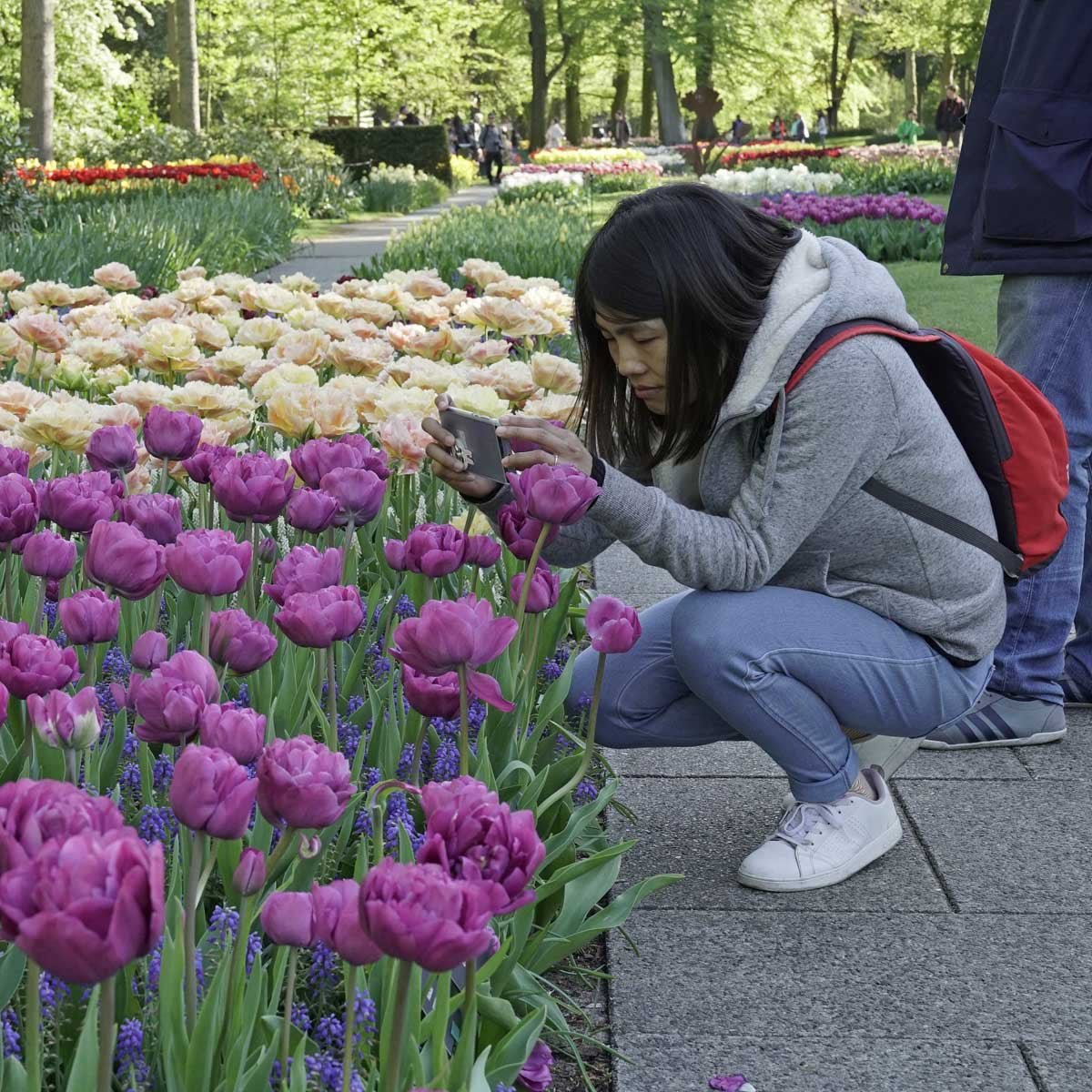 Backpacker - Tulips - Fluwel