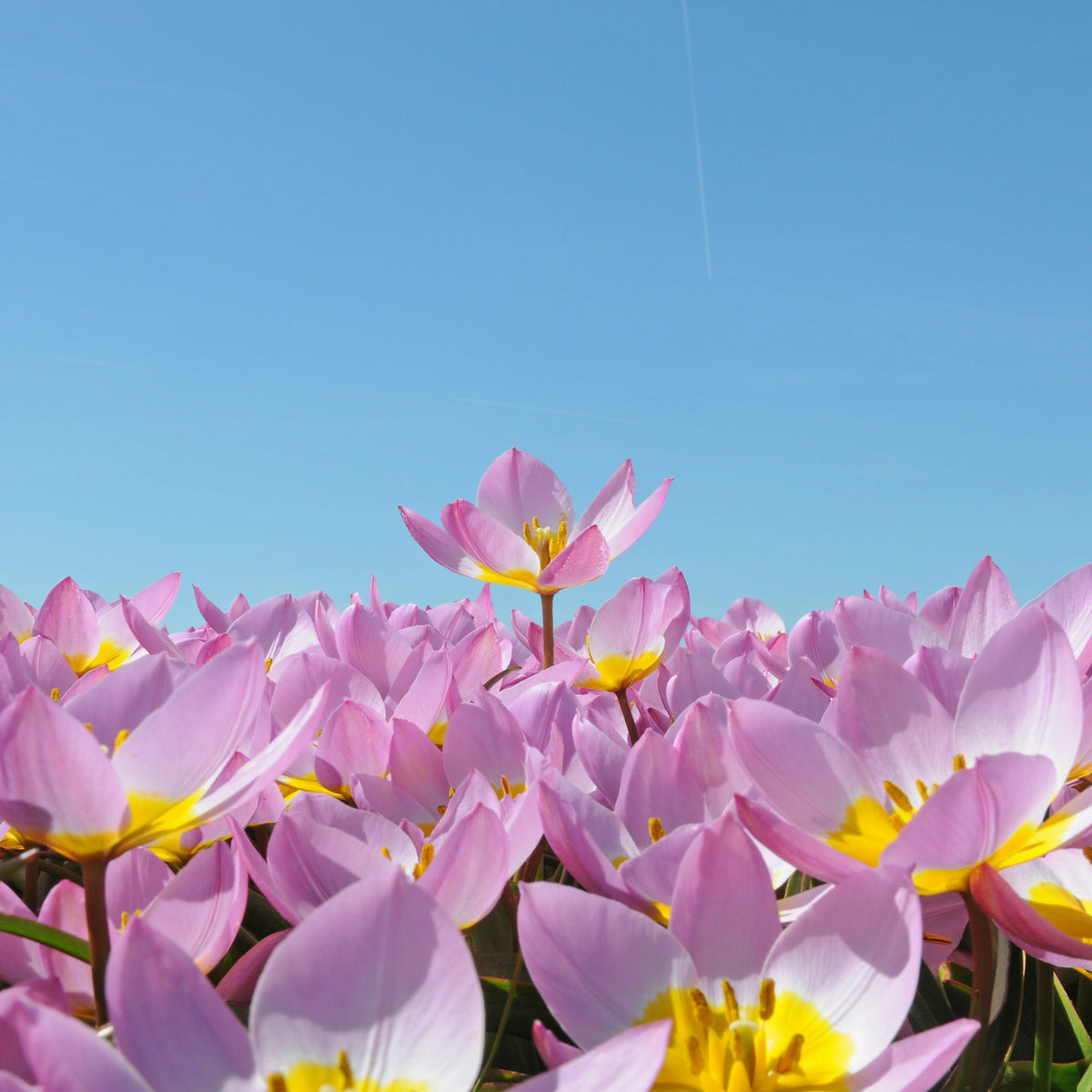 Roze tulp Bakeri Lilac Wonder - Fluwel
