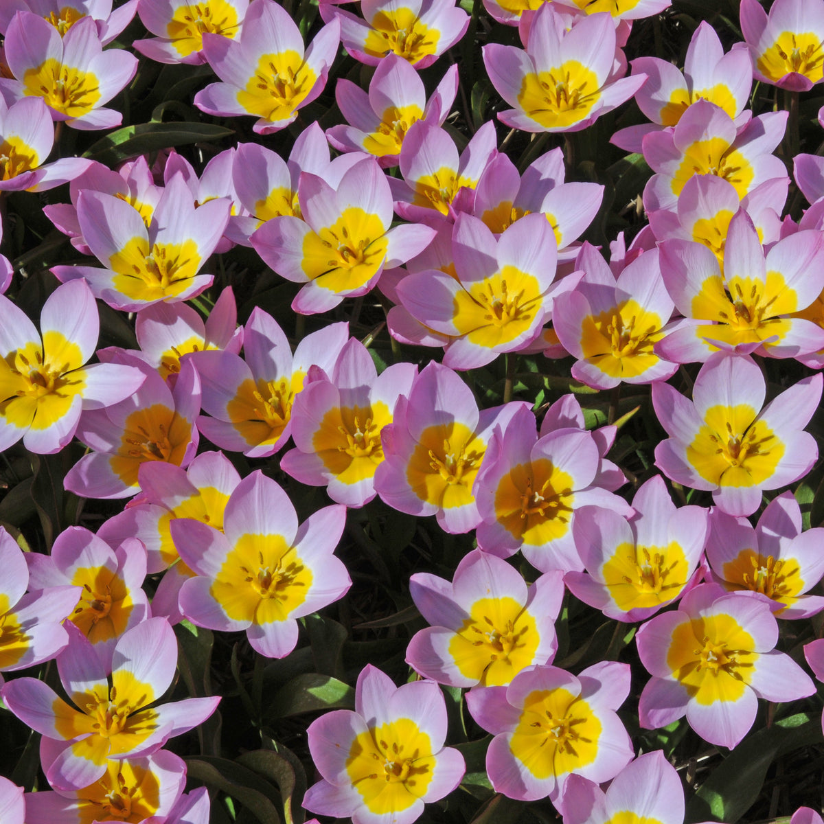 Roze tulp Bakeri Lilac Wonder - Fluwel