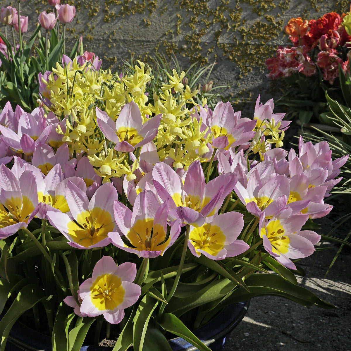 Roze tulp Bakeri Lilac Wonder - Fluwel