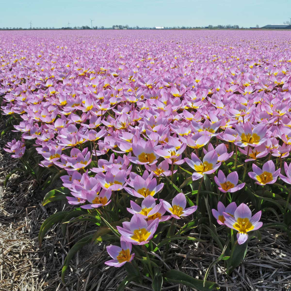 Roze tulp Bakeri Lilac Wonder - Fluwel