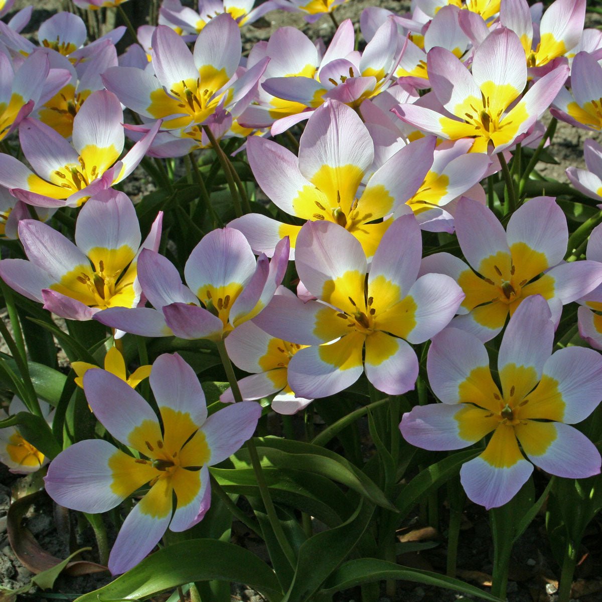 Roze tulp Bakeri Lilac Wonder - Fluwel