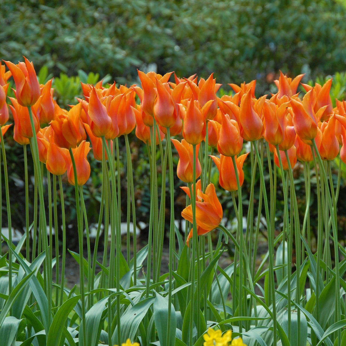 Ballerina - Tulips - Fluwel