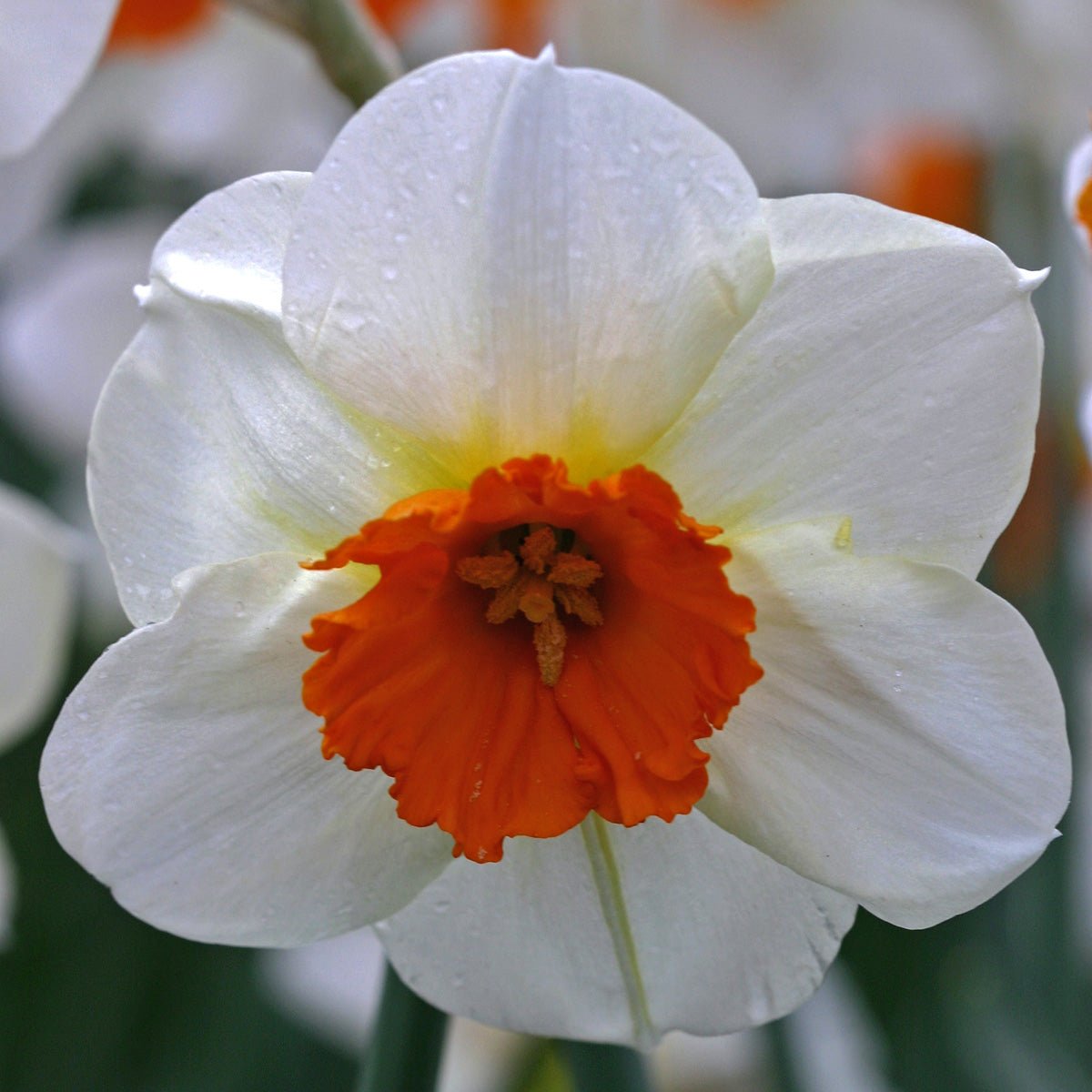 Barret Browning - meerkleurige Small-cupped narcis - Fluwel