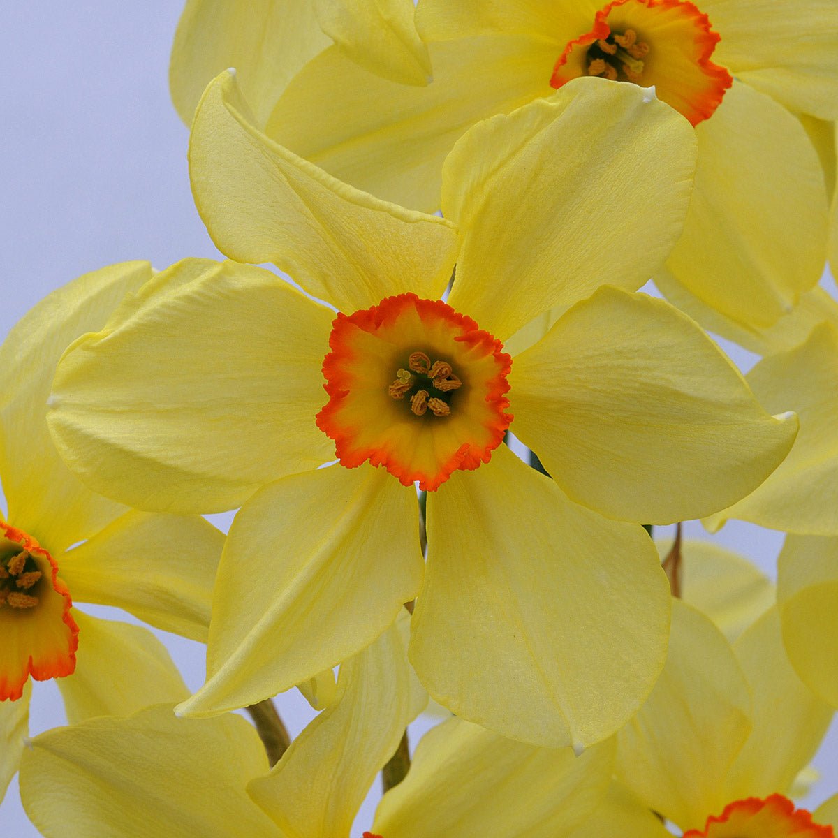 Bath's Flame - meerkleurige Small-cupped narcis - Fluwel