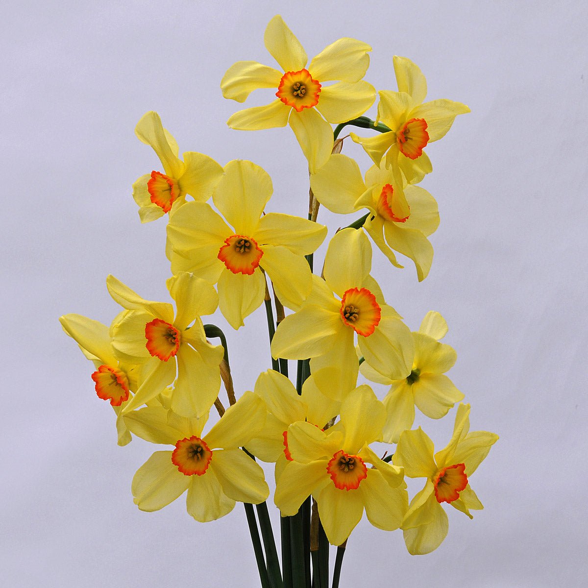 Bath's Flame - meerkleurige Small-cupped narcis - Fluwel