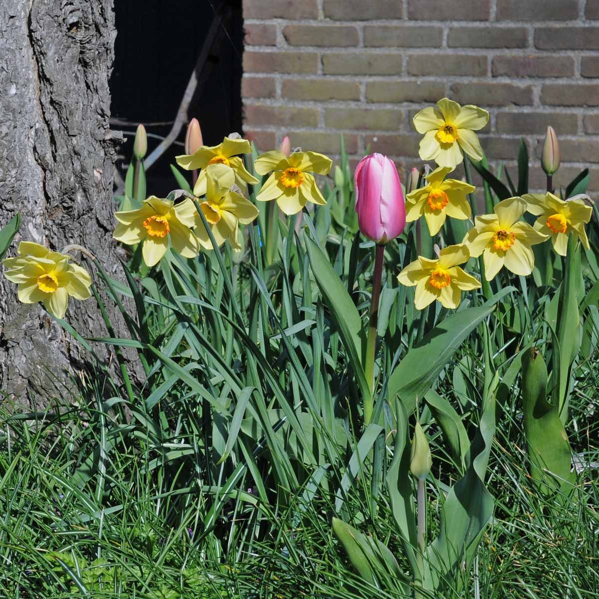 Bath's Flame - meerkleurige Small-cupped narcis - Fluwel