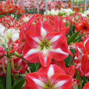 Amaryllis Monte Carlo