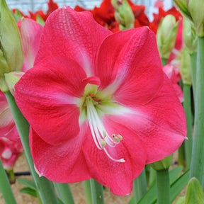 Amaryllis Candy Queen