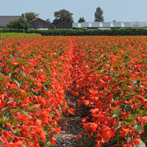 Begonia boliviensis Santa Cruz - Begonias - Fluwel