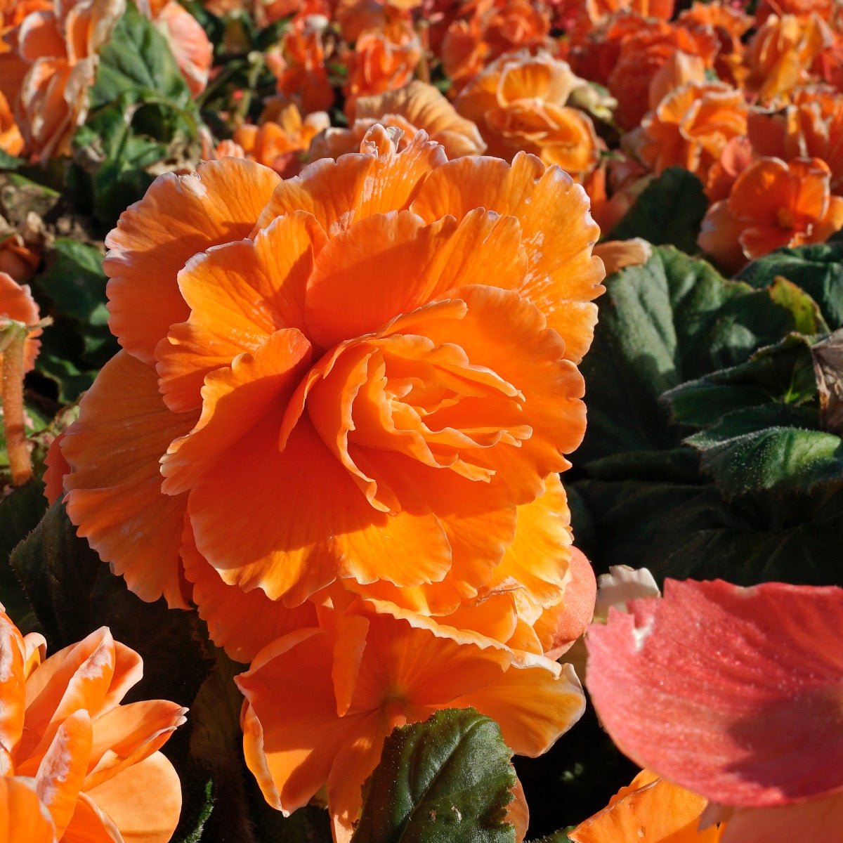 Begonia Lace Picotee Apricot - meerkleurige begonia - Fluwel