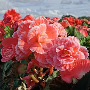 Begonia Lace Picotee Pink - Begonias - Fluwel