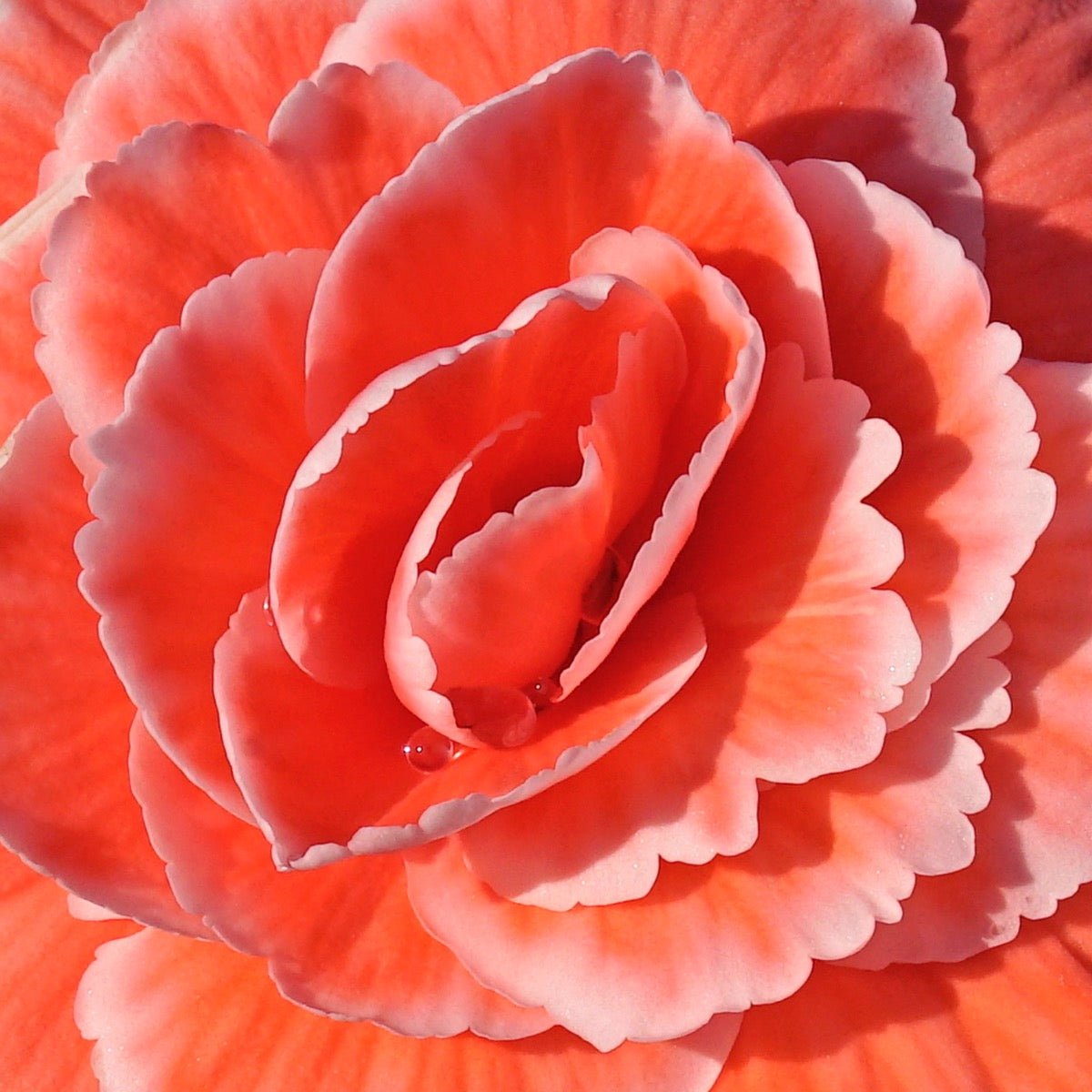 Begonia Lace Picotee Pink - meerkleurige begonia - Fluwel
