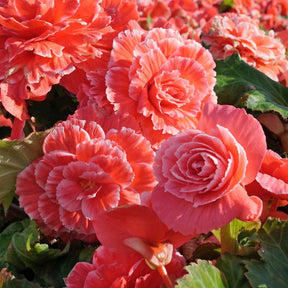 Begonia Lace Picotee Pink - Begonias - Fluwel