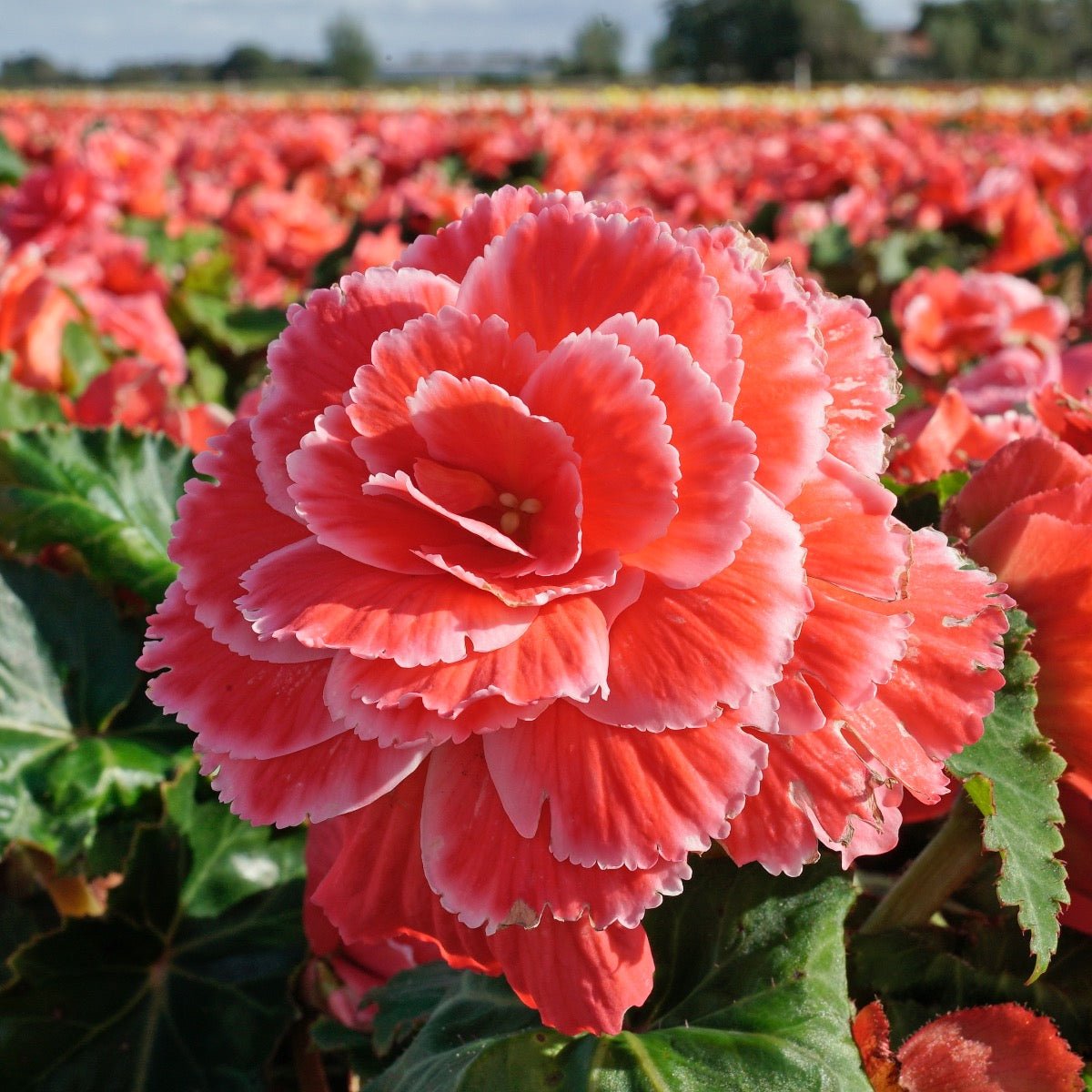 Begonia Lace Picotee Pink - Begonias - Fluwel