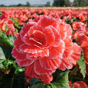 Begonia Lace Picotee Pink - Begonias - Fluwel