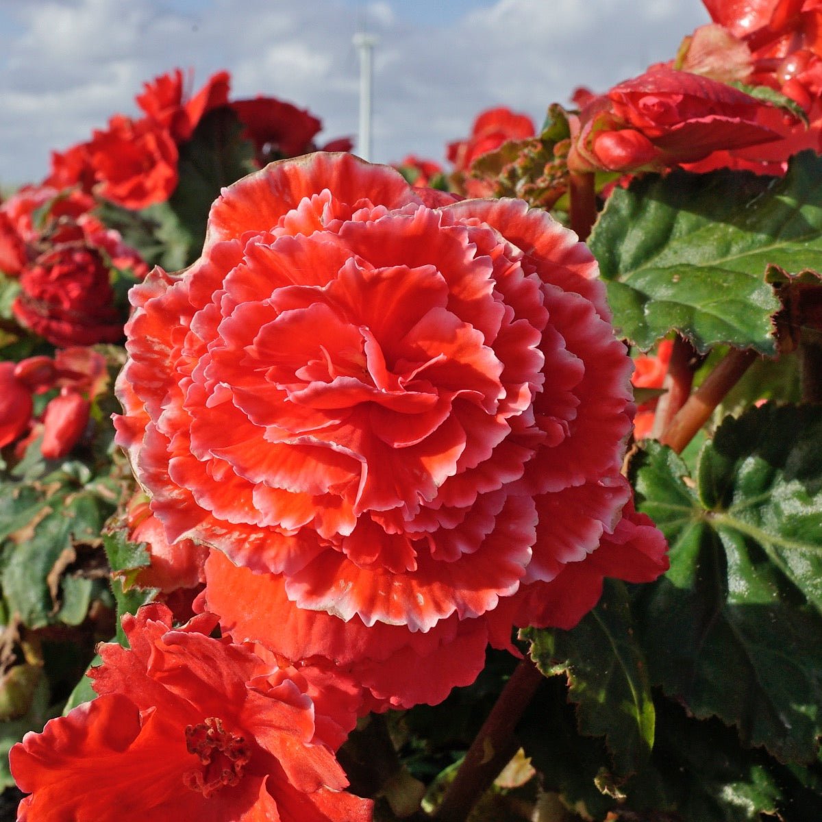 Begonia Lace Picotee Red - Begonias - Fluwel