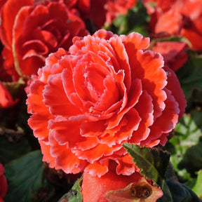 Begonia Lace Picotee Red - Begonias - Fluwel