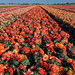 Begonia On Top Sunglow - Begonias - Fluwel