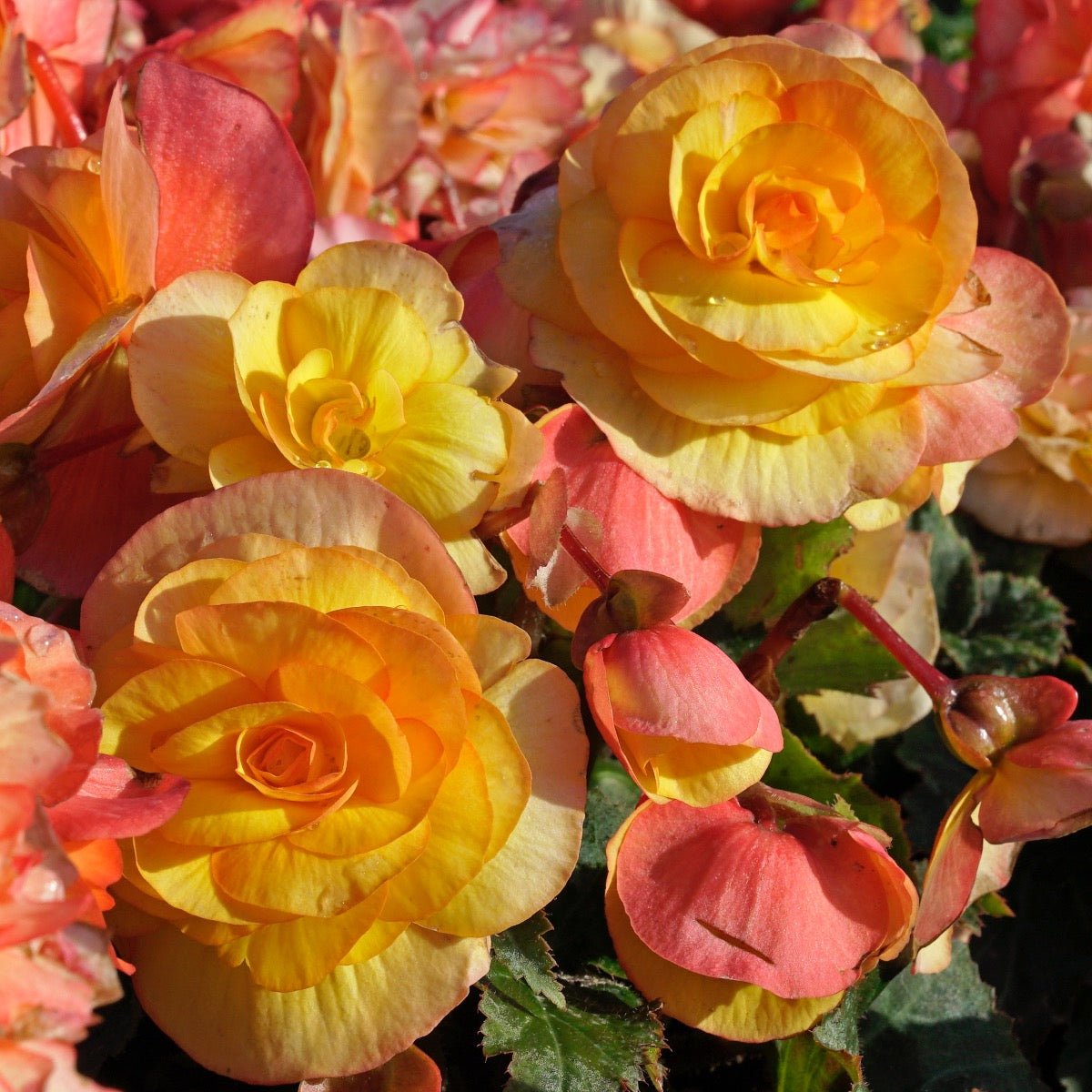 Begonia On Top Sunset Shades - meerkleurige begonia - Fluwel