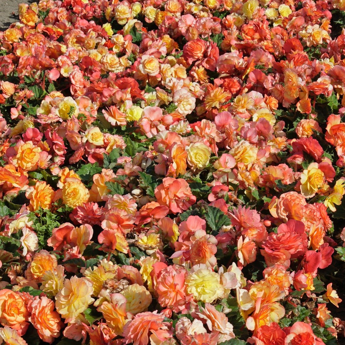 Begonia On Top Sunset Shades - Begonias - Fluwel