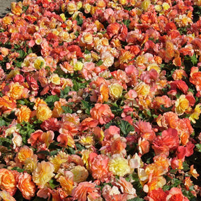 Begonia On Top Sunset Shades - Begonias - Fluwel