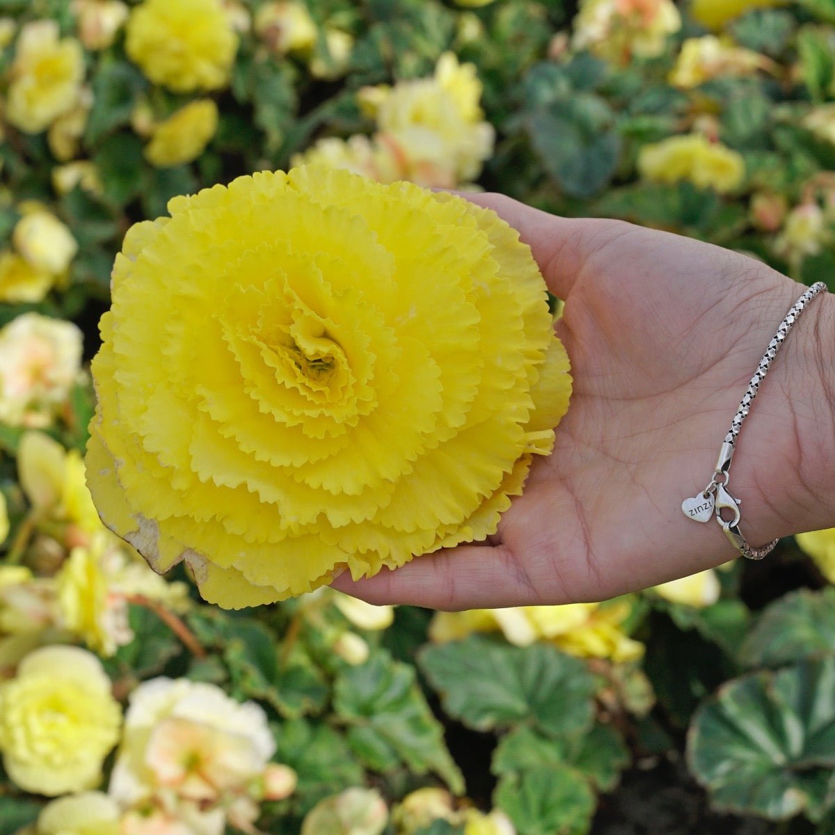 Begonia Ruffled Yellow - gele begonia - Fluwel