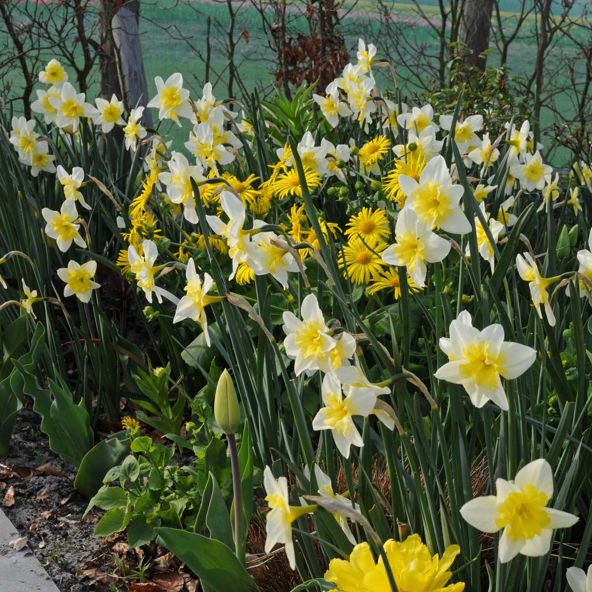 Bella Estrella - witte Split-cupped narcis - Fluwel