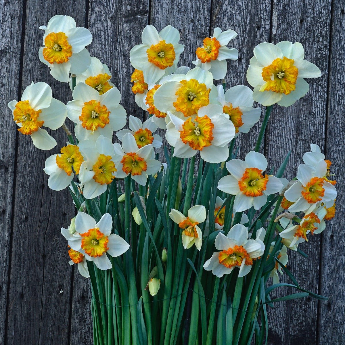 Besame Mucho - Narcissus - Fluwel