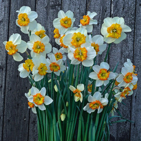 Besame Mucho - Narcissus - Fluwel