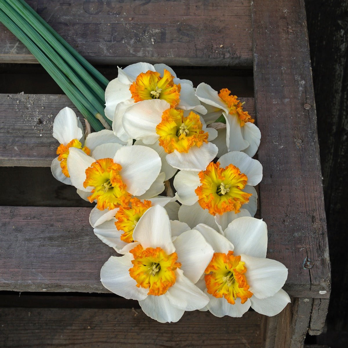 Besame Mucho - meerkleurige Small-cupped narcis - Fluwel