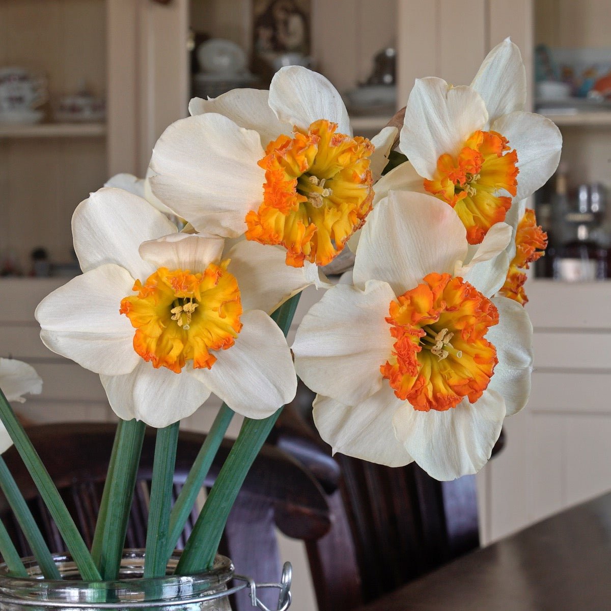 Besame Mucho - meerkleurige Small-cupped narcis - Fluwel