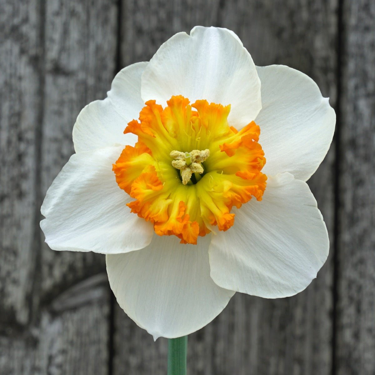 Besame Mucho - meerkleurige Small-cupped narcis - Fluwel