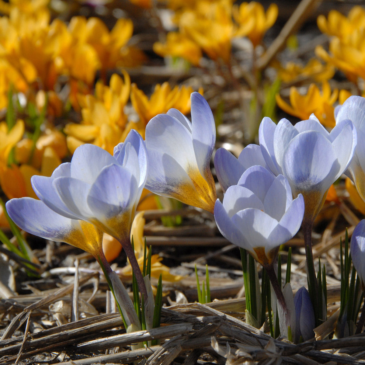 Crocus chrysanthus Blue Pearl