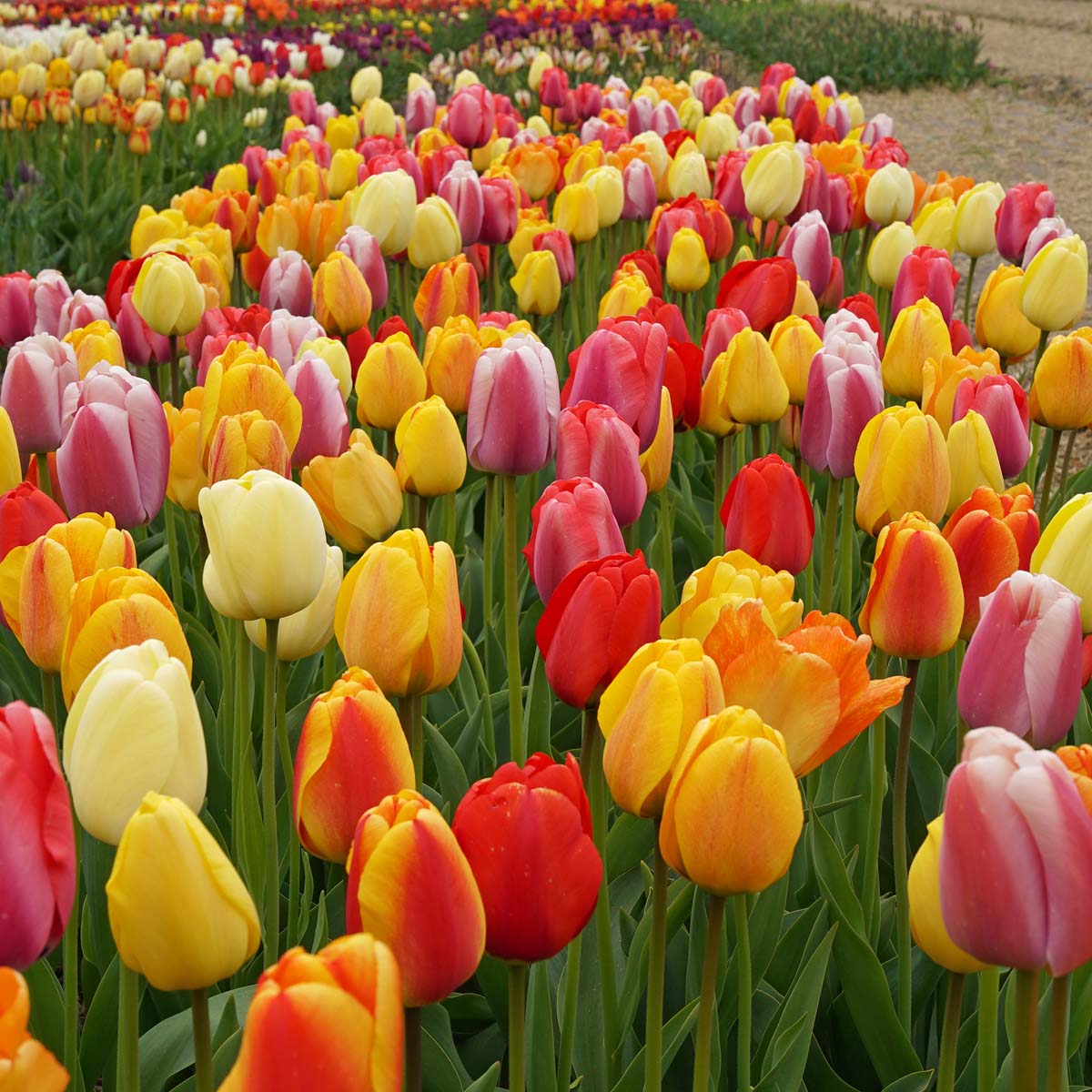 Big Ups® - Mixes - Fluwel