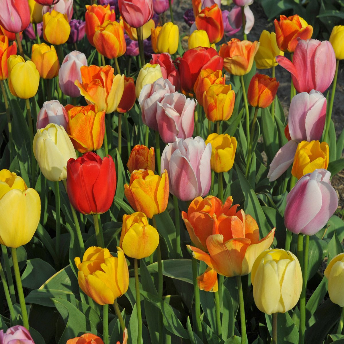 Big Ups® - Mixes - Fluwel