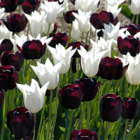 Black Tie™ - Mixes - Fluwel
