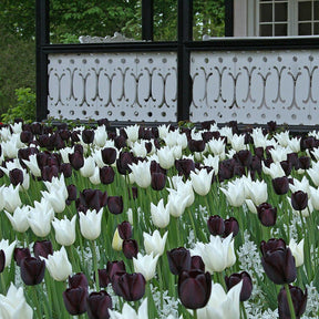 Black Tie™ - Mixes - Fluwel