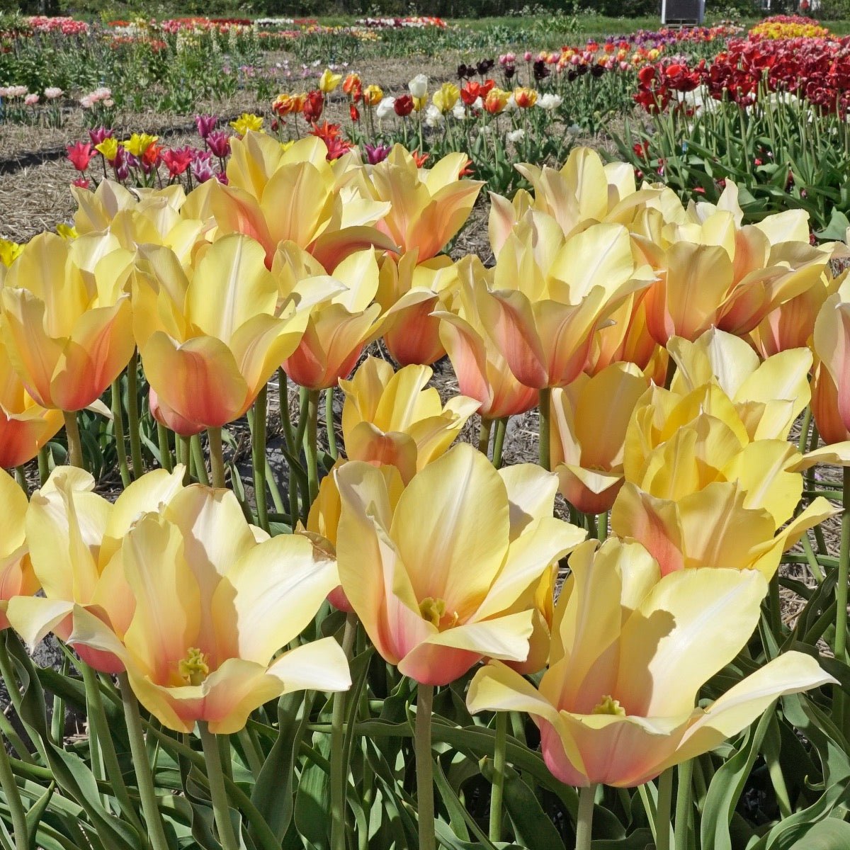 Blushing Lady - Tulips - Fluwel