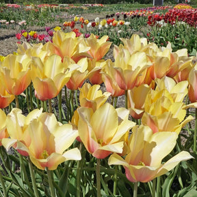 Blushing Lady - Tulips - Fluwel