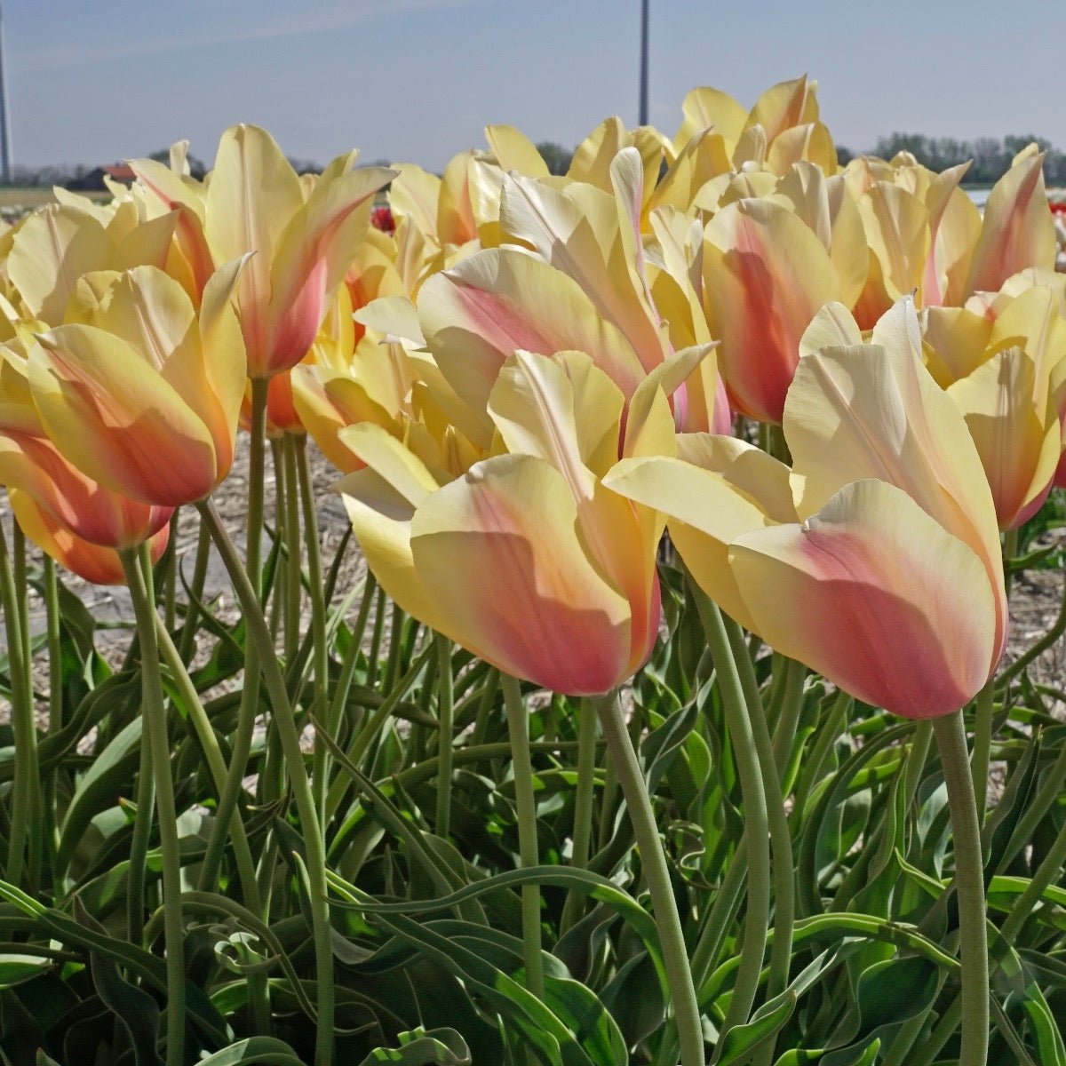 Blushing Lady - Tulips - Fluwel