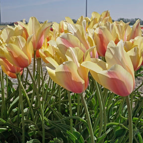 Blushing Lady - Tulips - Fluwel