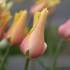 Blushing Lady - Tulips - Fluwel