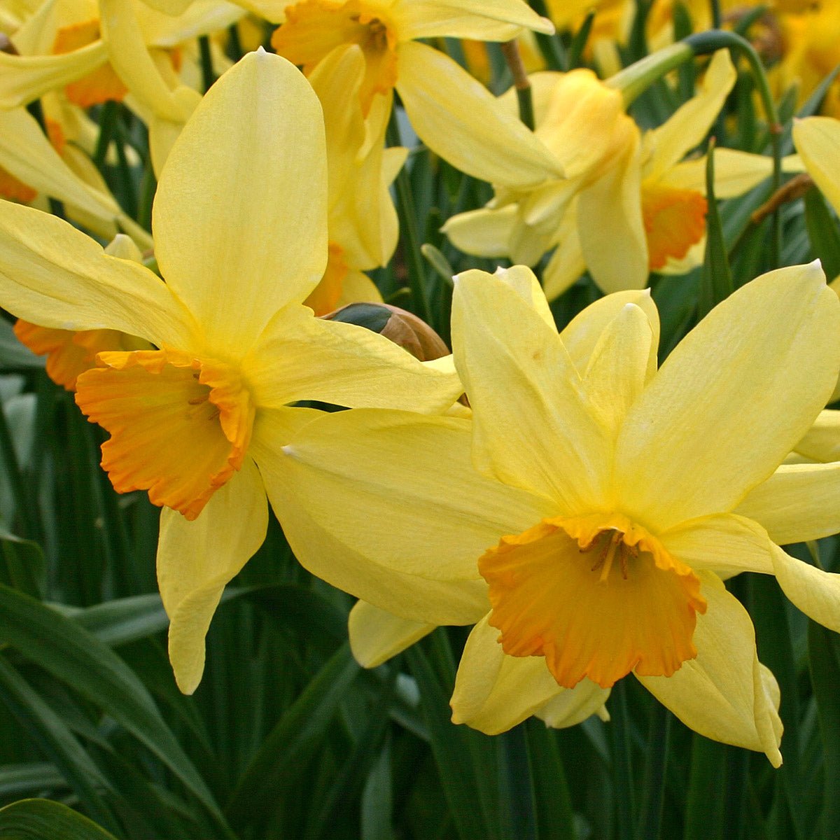 Brilliancy - meerkleurige Small-cupped narcis - Fluwel