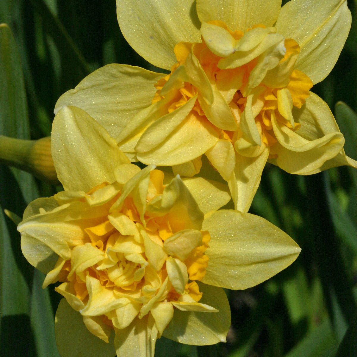 Butter & Eggs - geel-oranje Double narcis - Fluwel