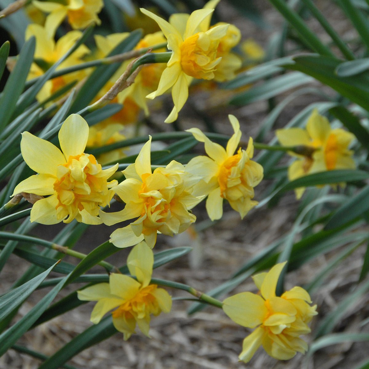 Butter & Eggs - geel-oranje Double narcis - Fluwel